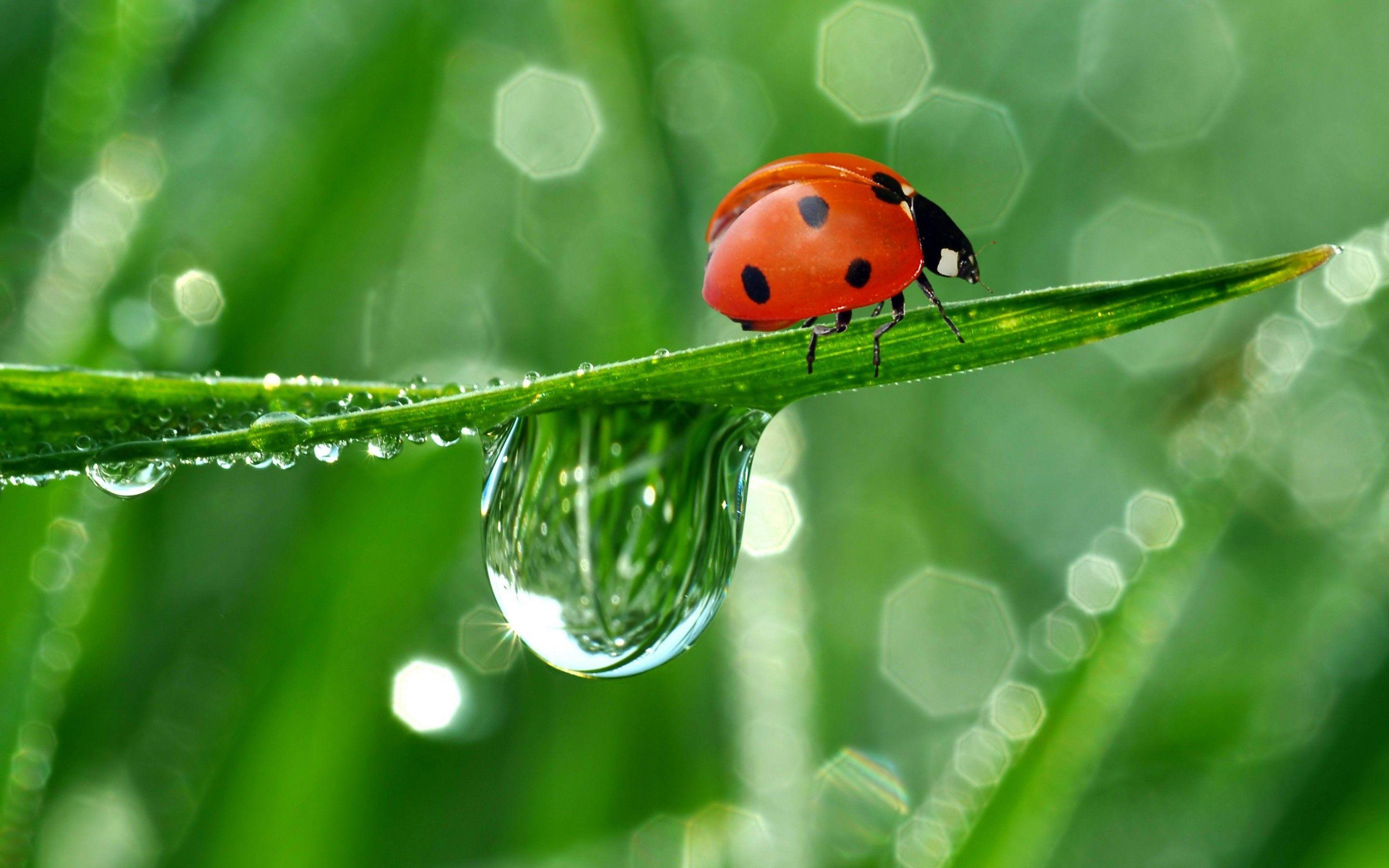 21 Lady Bug Wallpapers Backgrounds Images Freecreatives 21 Lady Bug Wallpapers Backgrounds Images Freecreatives