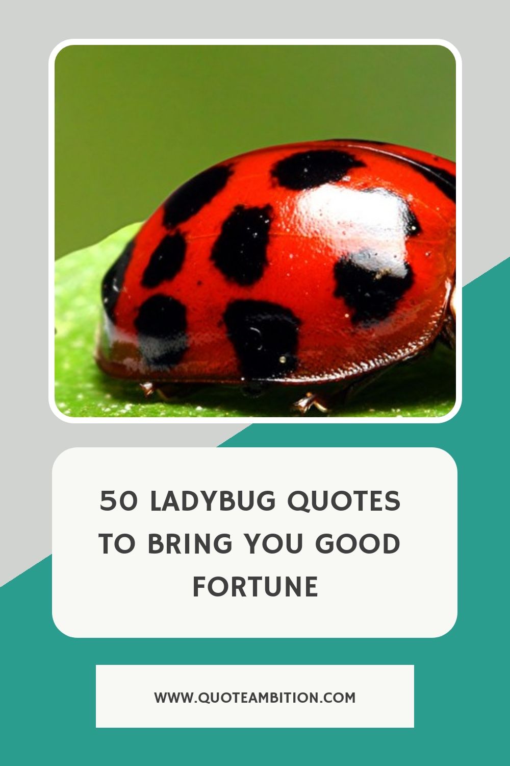 50 Ladybug Quotes To Bring You Good Luck 50 Ladybug Quotes To Bring You Good Luck