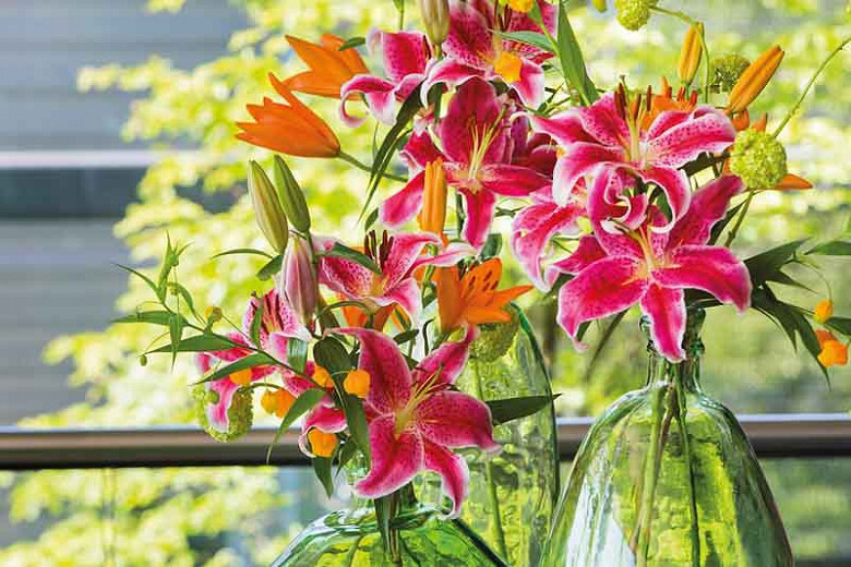 Lilies For Long Summer Blooms Lilies For Long Summer Blooms
