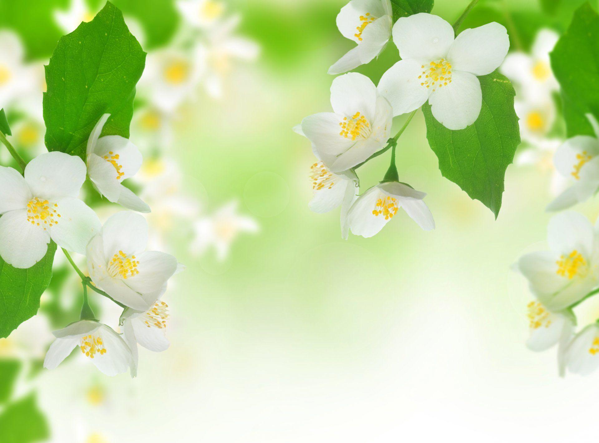 Macro Flowers Spring Jasmine Black And White Hd Wallpaper Pxfuel Macro Flowers Spring Jasmine Black And White Hd Wallpaper Pxfuel